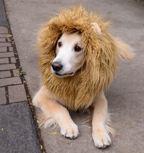 lion dog costume