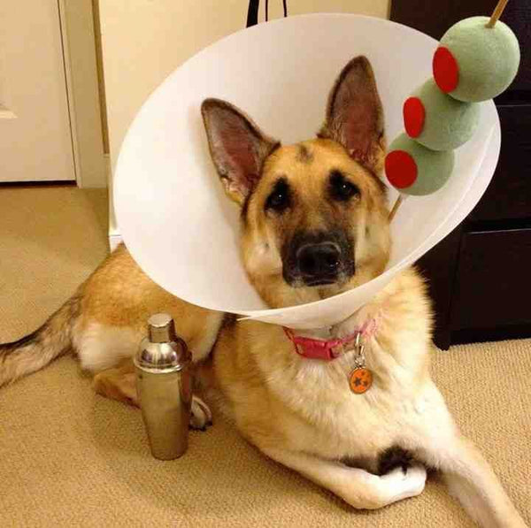 martini dog costume