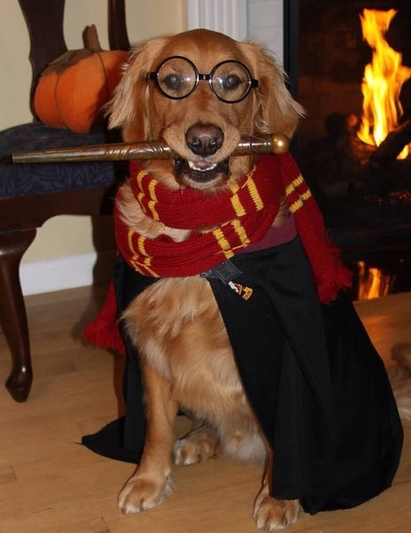 harry potter dog costume