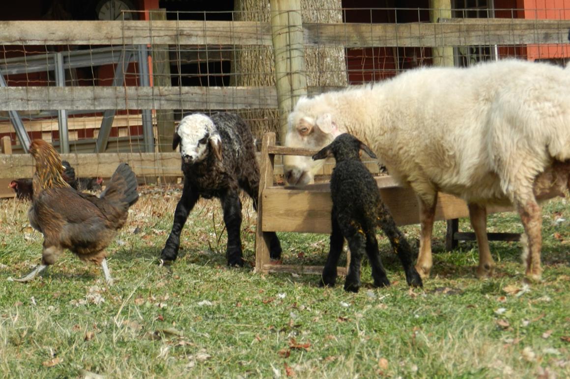 Karakul Sheep and Lambs | Solitude Wool
