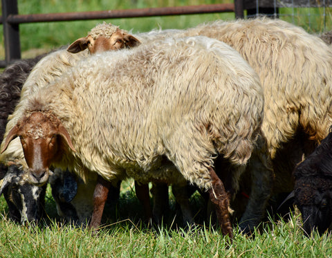 Karakul sheep looking at camera and showing her fat tail
