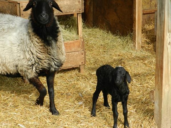 Karakul Sheep and Lambs | Solitude Wool