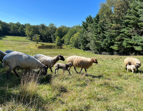 Karakul sheep in pasture. Two lambs are with their mothers.