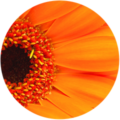 Calendula