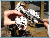 Pinecone Bird Buffet