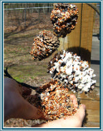 Pinecone Bird Buffet