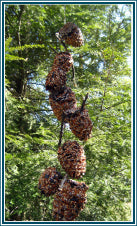 Pinecone Bird Buffet