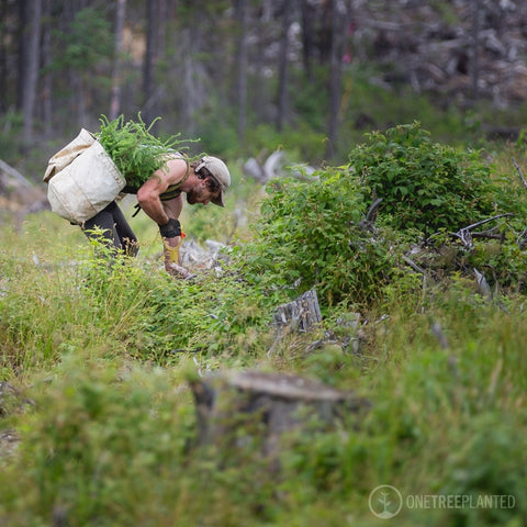 a man bending over to a plant a tree