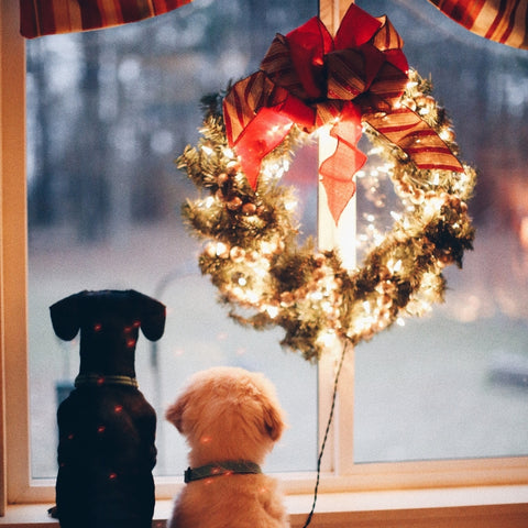 two dogs looking out a window during the Christmas
