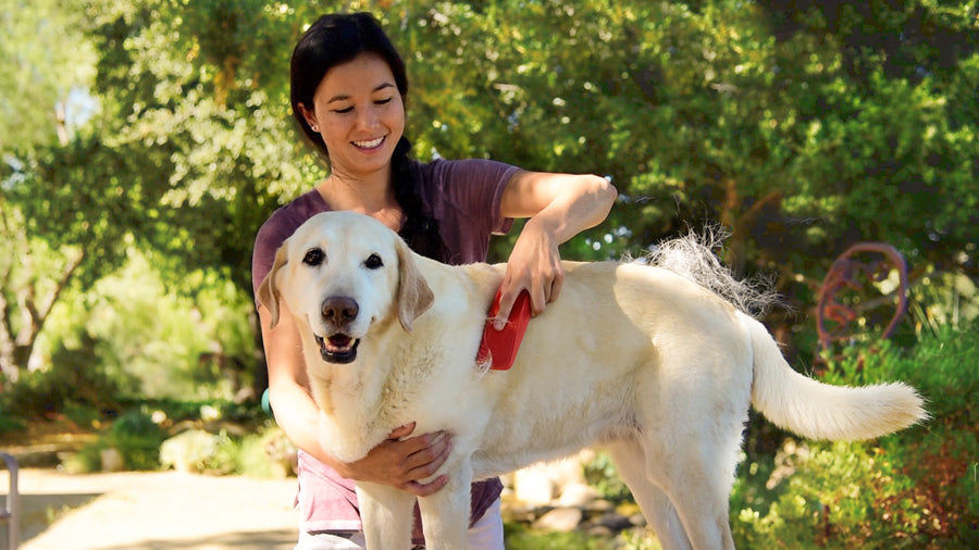 groomers for anxious dogs near me