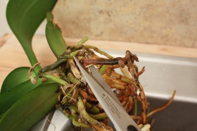 How do you trim an orchid?