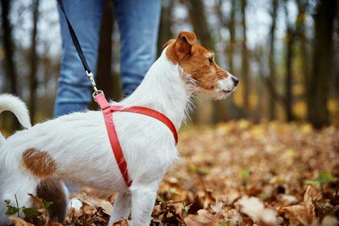 pregnant woman taking dog for a walk