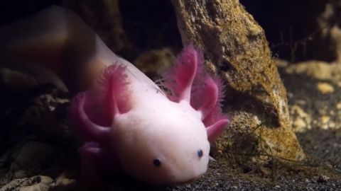 Axolotl