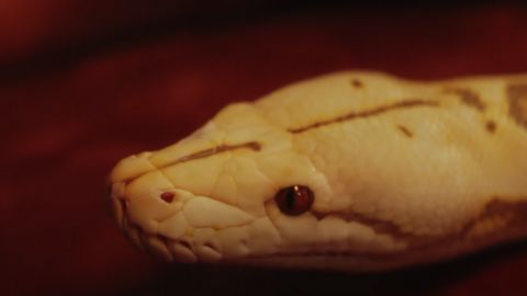 Close Up Image of a Snake Head