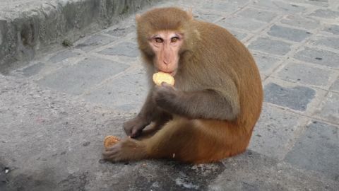 Monkey Eating Biscuit