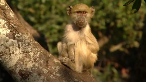 Monkey on a Tree