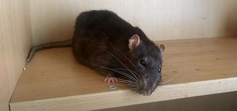 Rat on a Shelf