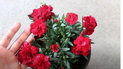 Red Carnation Flower