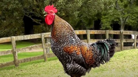 Rooster Crowing