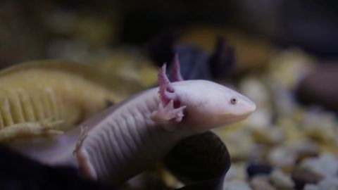 Side View Image of an Axolotl