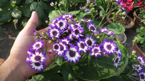 cineraria flower