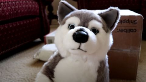 husky stuffed toy