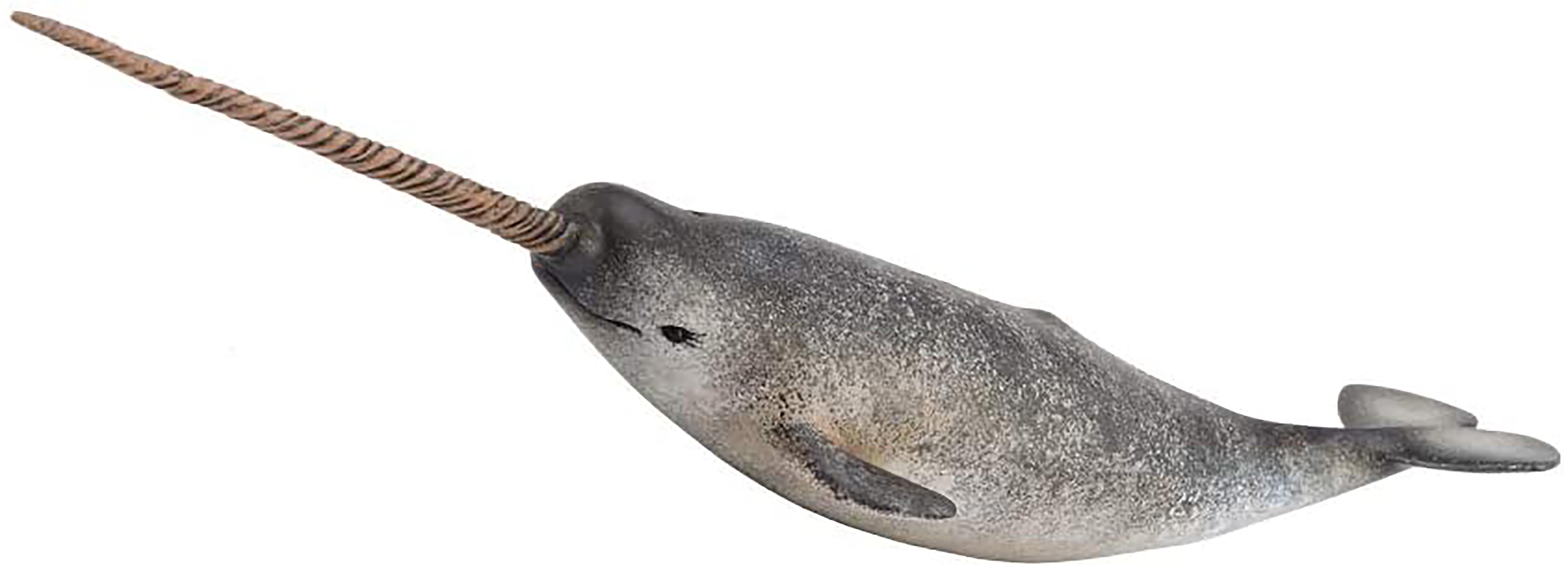 CollectA Sea Life Collection Miniature Figure , Narwhal
