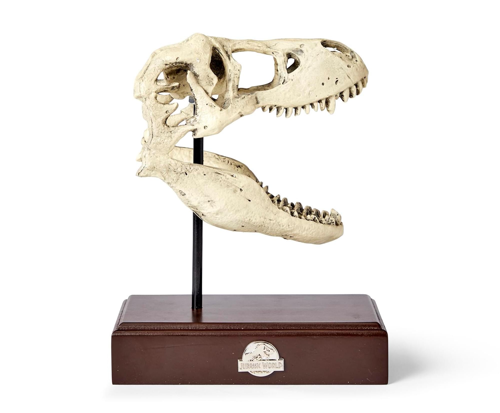 Jurassic World 9x8 Inch T Rex Skull Resin Replica Free Shipping