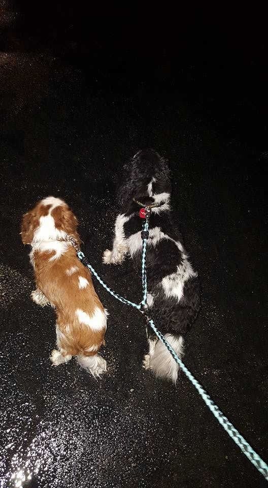 how do you walk two dogs together