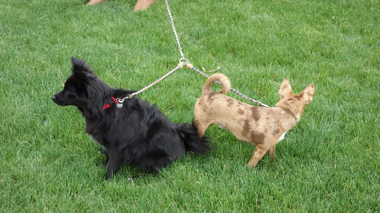 leather double dog leash