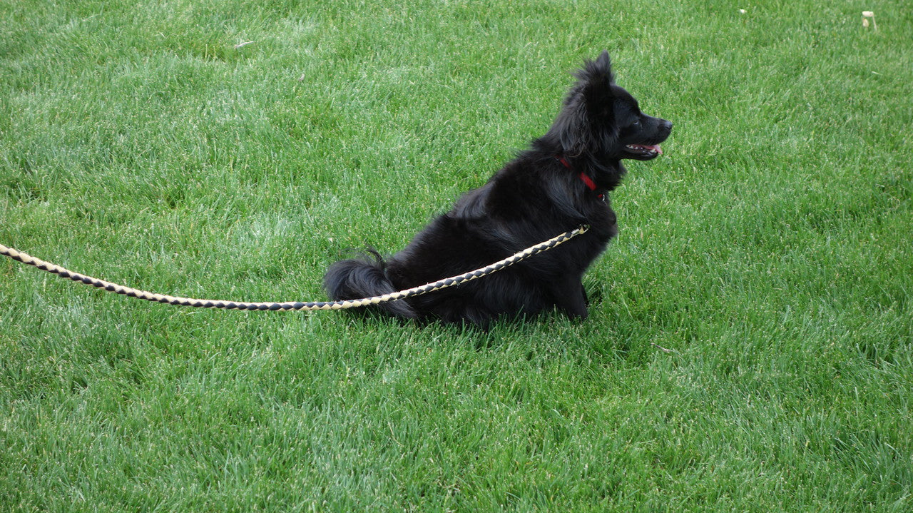 leather leash for small dogs