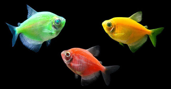 glofish fish aquariumfishsale.com