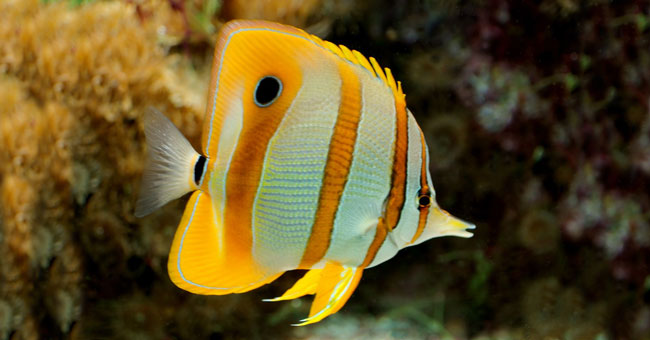 Download Salt-Water Butterfly | AquariumFishSale.com