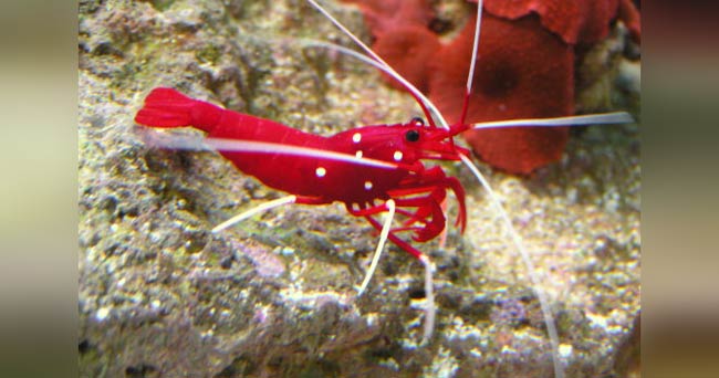 Salt water Invertebrates | AquariumFishSale.com