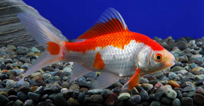 Goldfish Fancy — AquariumFishSale.com