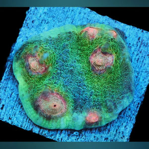 Big R Weirdo Chalice - AquariumFish.com