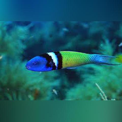 reef aquarium fish