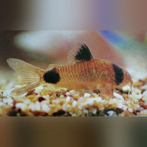 Panda Cory