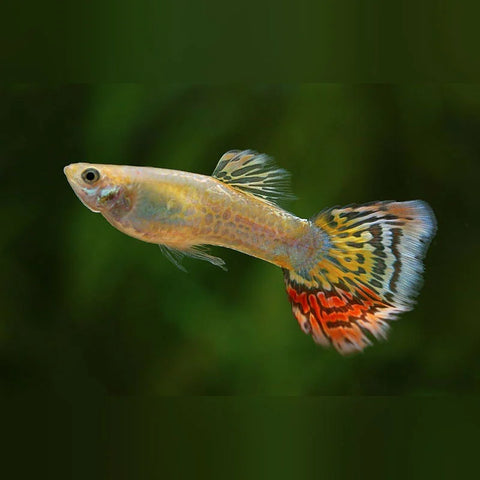 Pineapple Guppy