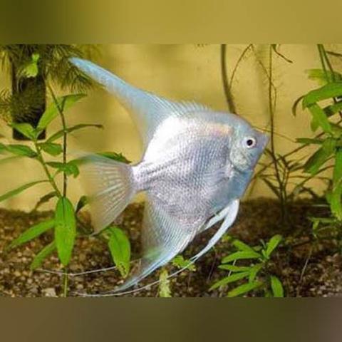 freshwater platinum angelfish