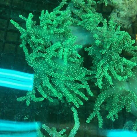 Yellow Leather Coral