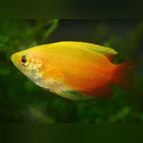 Red Gold Honey Dwarf Gourami