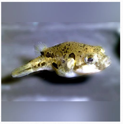 indian pea puffer