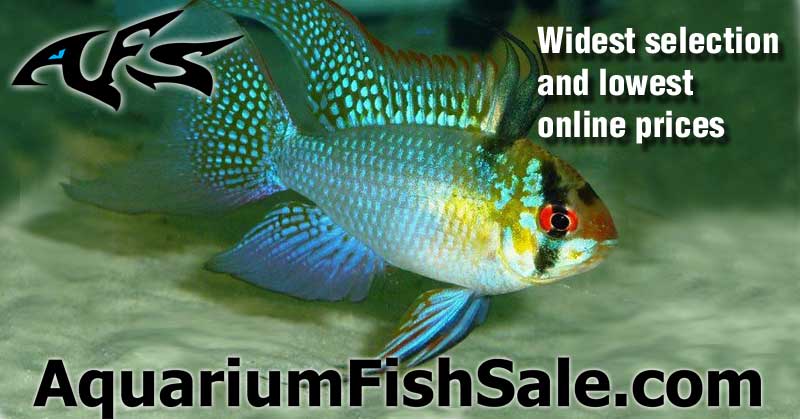 ordering freshwater fish online
