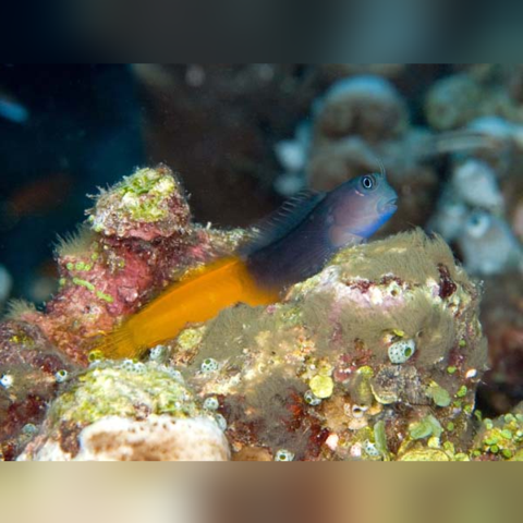 fish for beginning saltwater aquariums