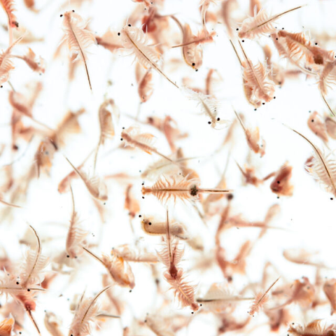 Brine shrimp