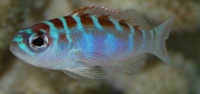 beginning reef aquarium fish