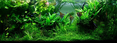 jungle style aquascaping