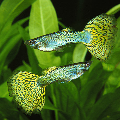  Green Cobra Guppy  Pair AquariumFishSale com