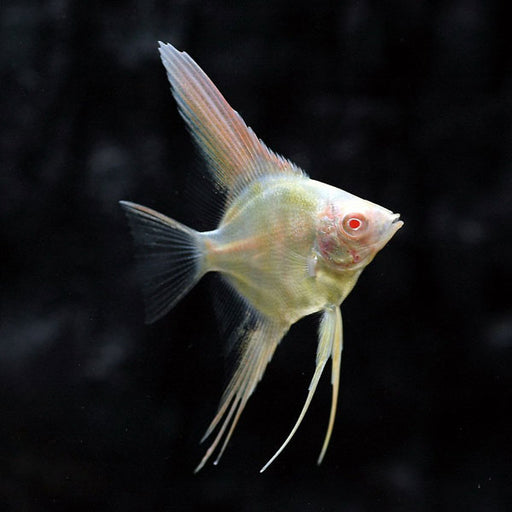 Angelfish — AquariumFishSale.com